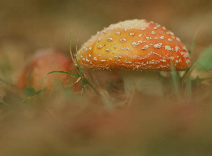 无人,横图,室外,特写,白天,正面,旅游,度假,草地,美景,植物,朦胧,模糊,圆点,斑点,景观,菌菇,菌类,娱乐,草,一个,自然,享受,休闲,景色,放松,单个,有毒,自然风光,毒蝇伞,毒蝇鹅膏菌,哈蟆菌,捕蝇菌,毒蝇菌,彩图