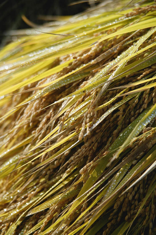 无人,竖图,俯视,室外,白天,农业,庄稼,农作物,水,露水,一堆,许多,堆叠,堆积,液体,水滴,稻穗,露珠,堆,彩图,高角度拍摄