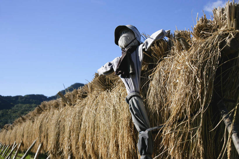 无人,农田,横图,室外,白天,仰视,旅游,度假,农业,庄稼,美景,植物,静冈县,日本,亚洲,一排,整齐,景观,稻草,娱乐,稻草人,捆,树,树木,排列,蓝色,绿色,蓝天,天空,自然,天,享受,休闲,景色,放松,生长,晴朗,成长,队列,自然风光,干的,东亚,本州,万里无云,本州岛,日本国,中部地方,静冈,晴空,晴空万里,彩图,低角度拍摄,耕地,庄稼田