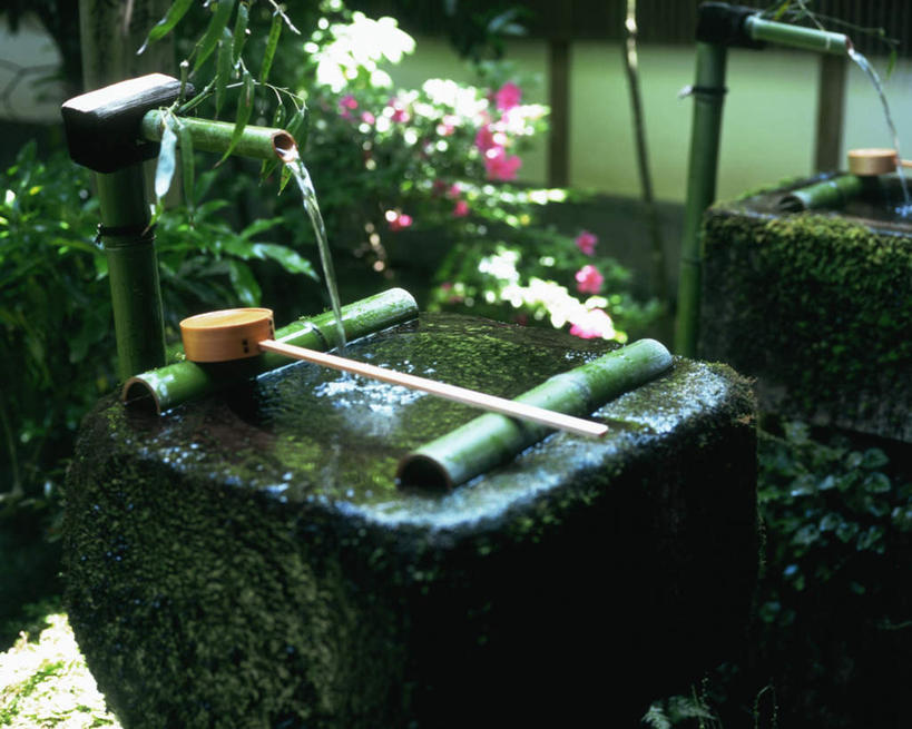 无人,横图,俯视,室外,白天,草地,植物,竹子,许多,阴影,盛开,光线,影子,水池,花蕾,草,花,花瓣,花朵,鲜花,绿色,白色,阳光,花苞,花蕊,长柄勺,浴池,彩图,高角度拍摄