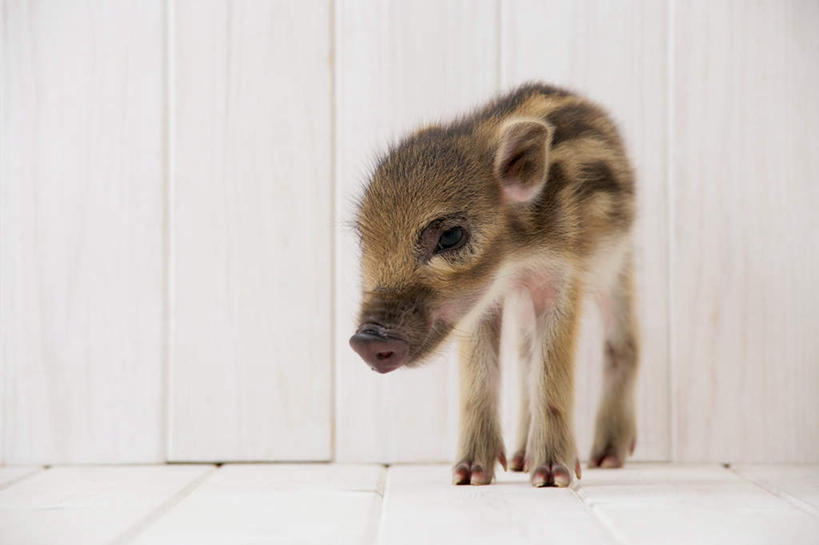 无人,站,横图,室内,白天,白色背景,正面,地板,野生动物,猪,条纹,野猪,地面,注视,木地板,一只,动物,观察,看,站着,可爱,摄影,活泼,影棚,观看,察看,关注,凶猛,山猪,残暴,凶残,站立,彩图,全身,影棚拍摄,拍摄