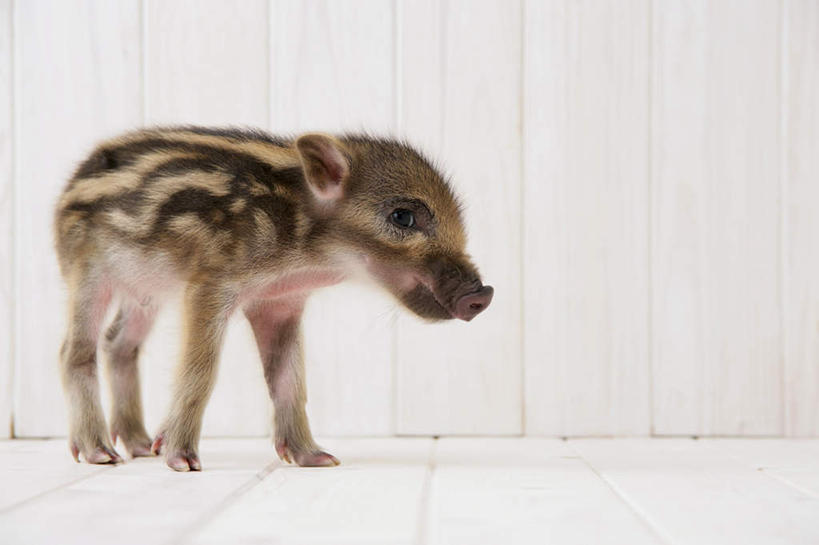 无人,站,横图,室内,白天,白色背景,侧面,地板,野生动物,猪,条纹,野猪,地面,注视,木地板,一只,动物,观察,看,站着,可爱,摄影,活泼,影棚,观看,察看,关注,凶猛,山猪,残暴,凶残,站立,彩图,全身,影棚拍摄,拍摄