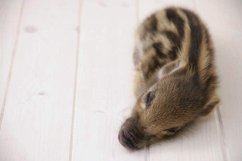 无人,躺,闭眼,睡,横图,俯视,室内,白天,白色背景,地板,野生动物,猪,条纹,野猪,地面,木地板,一只,动物,可爱,摄影,活泼,影棚,凶猛,山猪,卧着,残暴,凶残,闭眼睛,闭着眼,闭着眼睛,困,困觉,寝息,睡觉,躺着,卧,彩图,高角度拍摄,全身,影棚拍摄,拍摄