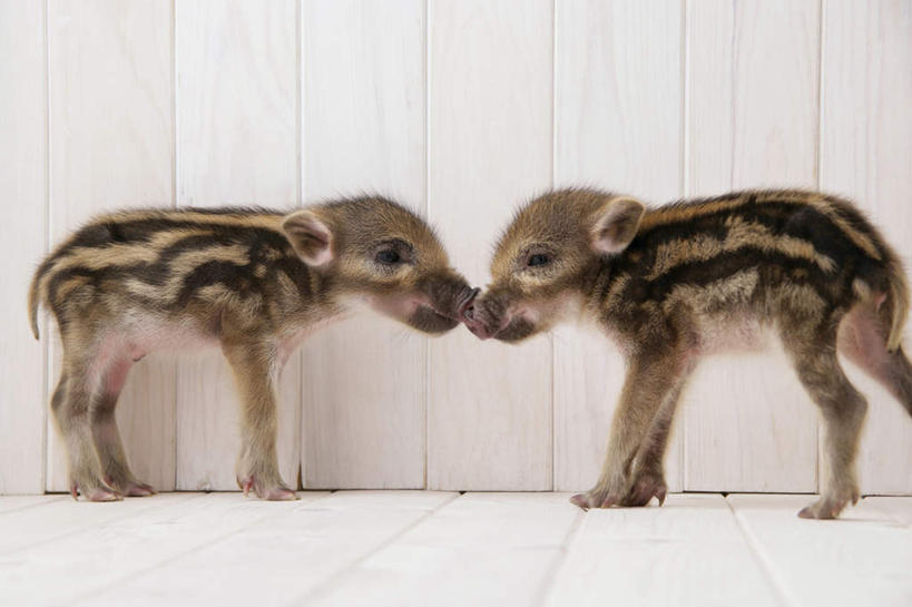 无人,站,横图,室内,白天,白色背景,侧面,地板,野生动物,猪,条纹,野猪,地面,注视,木地板,相视,动物,观察,看,站着,两只,面对面,可爱,摄影,活泼,影棚,观看,对视,察看,关注,相对,凶猛,相看,山猪,残暴,凶残,站立,彩图,全身,影棚拍摄,拍摄