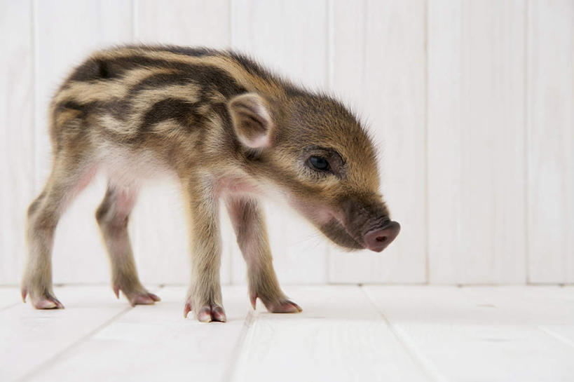 无人,站,横图,室内,白天,白色背景,侧面,地板,野生动物,猪,条纹,野猪,地面,注视,木地板,一只,动物,观察,看,站着,可爱,摄影,活泼,影棚,观看,察看,关注,凶猛,山猪,残暴,凶残,站立,彩图,全身,影棚拍摄,拍摄