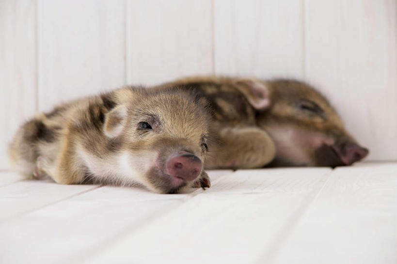 无人,躺,闭眼,睡,横图,室内,白天,白色背景,正面,地板,野生动物,猪,条纹,野猪,地面,注视,木地板,动物,观察,看,两只,可爱,摄影,活泼,影棚,观看,察看,关注,凶猛,山猪,卧着,残暴,凶残,闭眼睛,闭着眼,闭着眼睛,困,困觉,寝息,睡觉,躺着,卧,彩图,全身,影棚拍摄,拍摄