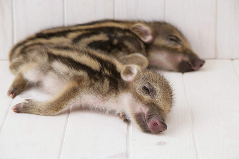 无人,躺,闭眼,睡,横图,室内,白天,白色背景,正面,地板,野生动物,猪,条纹,野猪,地面,木地板,动物,两只,可爱,摄影,活泼,影棚,凶猛,山猪,卧着,残暴,凶残,闭眼睛,闭着眼,闭着眼睛,困,困觉,寝息,睡觉,躺着,卧,彩图,全身,影棚拍摄,拍摄