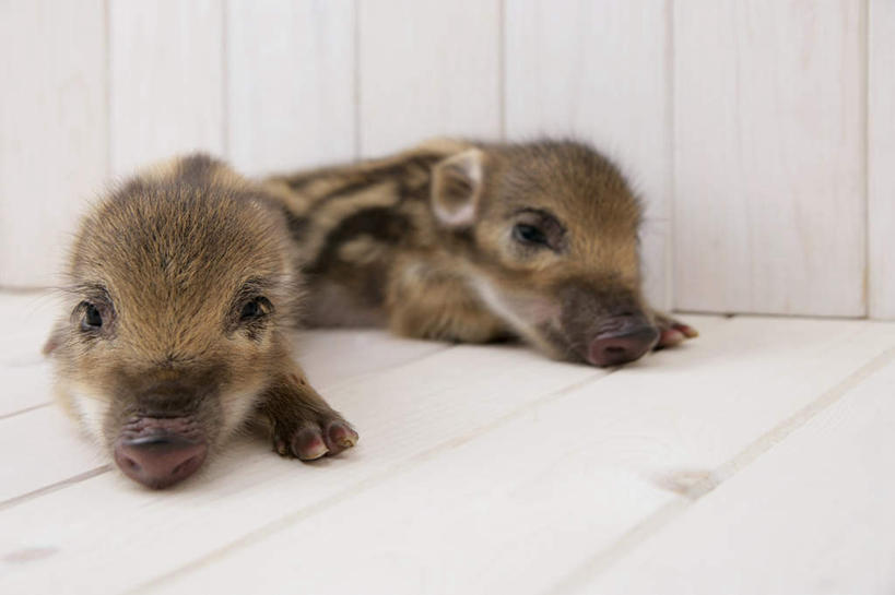 无人,横图,室内,白天,白色背景,正面,地板,野生动物,猪,条纹,野猪,地面,注视,木地板,动物,观察,看,趴着,两只,休息,可爱,摄影,活泼,影棚,观看,察看,关注,凶猛,山猪,残暴,凶残,趴,彩图,全身,影棚拍摄,拍摄