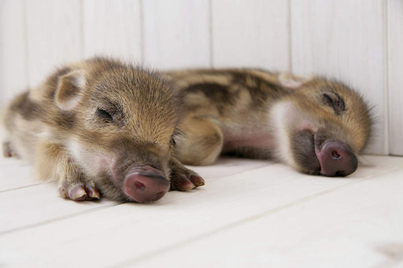 无人,躺,闭眼,睡,横图,室内,白天,白色背景,正面,地板,野生动物,猪,条纹,朦胧,模糊,野猪,地面,木地板,动物,两只,可爱,摄影,活泼,影棚,凶猛,山猪,卧着,残暴,凶残,闭眼睛,闭着眼,闭着眼睛,困,困觉,寝息,睡觉,躺着,卧,彩图,全身,影棚拍摄,拍摄