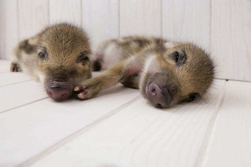 无人,躺,闭眼,睡,横图,室内,白天,白色背景,正面,地板,野生动物,猪,条纹,野猪,地面,木地板,动物,两只,可爱,摄影,活泼,影棚,凶猛,山猪,卧着,残暴,凶残,闭眼睛,闭着眼,闭着眼睛,困,困觉,寝息,睡觉,躺着,卧,彩图,全身,影棚拍摄,拍摄