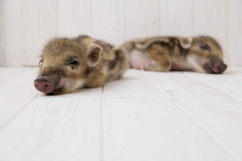 无人,躺,闭眼,睡,横图,室内,白天,白色背景,正面,地板,野生动物,猪,条纹,野猪,地面,木地板,动物,趴着,两只,可爱,摄影,活泼,影棚,凶猛,山猪,卧着,残暴,凶残,闭眼睛,闭着眼,闭着眼睛,困,困觉,趴,寝息,睡觉,躺着,卧,彩图,全身,影棚拍摄,拍摄