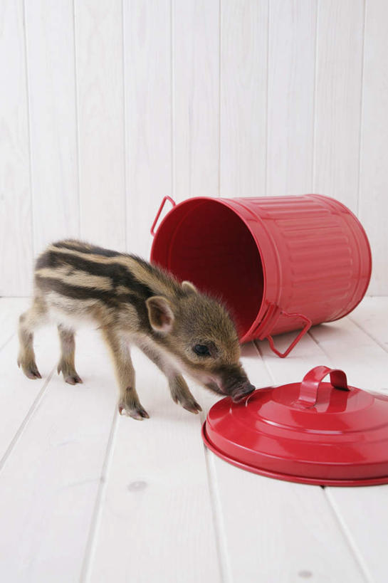 无人,站,竖图,俯视,室内,白天,白色背景,地板,野生动物,猪,条纹,环保,野猪,垃圾桶,地面,注视,木地板,一只,红色,动物,容器,观察,看,站着,可爱,摄影,活泼,影棚,能源,观看,储藏,垃圾箱,回收,资源,察看,储存,关注,倒地,凶猛,触碰,利用,低碳,循环,持续,山猪,残暴,凶残,站立,彩图,高角度拍摄,全身,影棚拍摄,拍摄,贮存