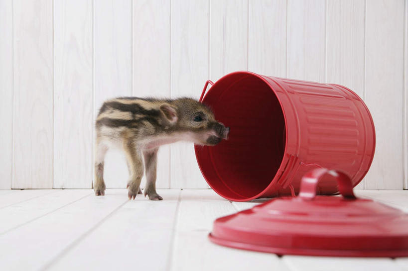 无人,站,横图,室内,白天,白色背景,正面,地板,野生动物,猪,条纹,环保,野猪,垃圾桶,地面,注视,木地板,一只,红色,动物,容器,观察,看,站着,可爱,摄影,活泼,影棚,能源,观看,储藏,垃圾箱,回收,资源,察看,储存,关注,倒地,凶猛,利用,低碳,循环,持续,山猪,残暴,凶残,站立,彩图,全身,影棚拍摄,拍摄,贮存