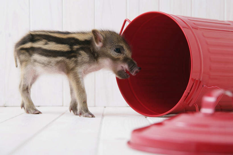 无人,站,横图,室内,白天,白色背景,侧面,地板,野生动物,猪,条纹,环保,野猪,垃圾桶,地面,注视,木地板,一只,红色,动物,容器,观察,看,站着,张嘴,可爱,摄影,活泼,影棚,能源,观看,储藏,垃圾箱,回收,资源,察看,储存,关注,倒地,凶猛,张大嘴巴,利用,低碳,循环,持续,山猪,残暴,凶残,张开嘴,站立,彩图,全身,影棚拍摄,拍摄,贮存