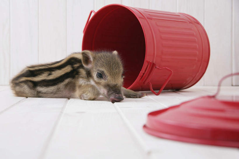 无人,横图,室内,白天,白色背景,侧面,地板,野生动物,猪,条纹,环保,野猪,垃圾桶,地面,注视,木地板,一只,红色,动物,容器,观察,看,趴着,可爱,摄影,活泼,影棚,能源,观看,储藏,垃圾箱,回收,资源,察看,储存,关注,倒地,凶猛,利用,低碳,循环,持续,山猪,残暴,凶残,趴,彩图,全身,影棚拍摄,拍摄,贮存