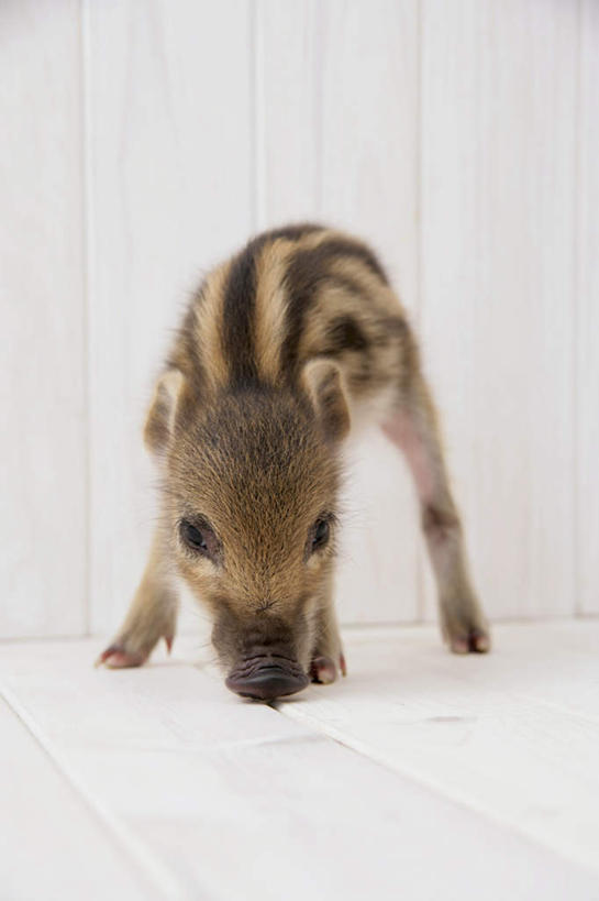 无人,站,竖图,室内,白天,白色背景,正面,地板,野生动物,猪,条纹,野猪,地面,注视,木地板,一只,动物,低头,观察,看,站着,可爱,摄影,活泼,影棚,观看,察看,关注,凶猛,山猪,残暴,凶残,站立,彩图,全身,影棚拍摄,拍摄