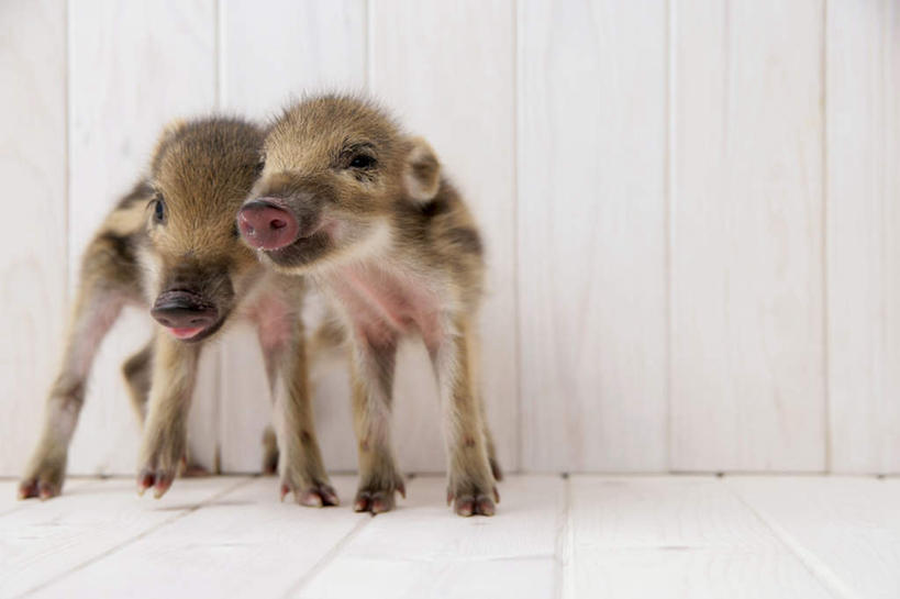 无人,站,横图,室内,白天,白色背景,正面,地板,野生动物,猪,条纹,野猪,地面,依靠,注视,木地板,动物,观察,看,站着,两只,可爱,摄影,活泼,影棚,观看,察看,关注,凶猛,山猪,残暴,凶残,站立,彩图,全身,影棚拍摄,拍摄