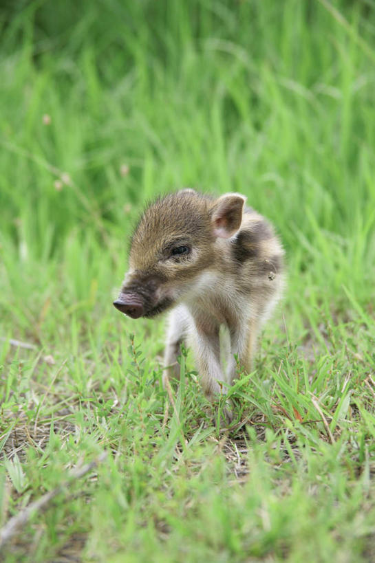 无人,站,竖图,室外,白天,正面,草地,草坪,植物,野生动物,猪,条纹,野猪,注视,草,一只,绿色,动物,观察,看,站着,可爱,活泼,观看,察看,关注,凶猛,山猪,残暴,凶残,站立,彩图,全身
