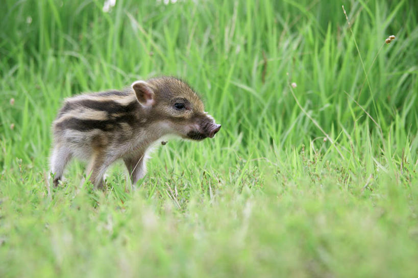 无人,站,横图,室外,白天,侧面,草地,草坪,植物,野生动物,猪,条纹,野猪,注视,草,一只,绿色,动物,观察,看,站着,可爱,活泼,观看,察看,关注,凶猛,山猪,残暴,凶残,站立,彩图,全身