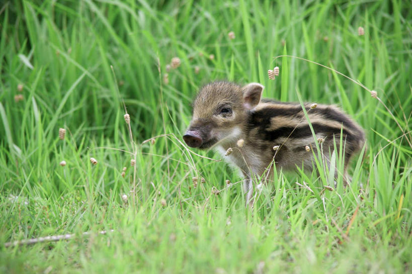 无人,站,横图,室外,白天,侧面,草地,草坪,植物,野生动物,猪,条纹,野猪,注视,草,一只,绿色,动物,观察,看,站着,可爱,活泼,观看,察看,关注,凶猛,山猪,残暴,凶残,站立,彩图,全身