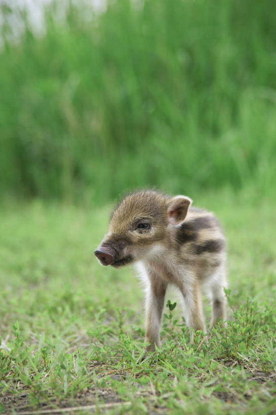 无人,站,竖图,室外,白天,正面,草地,草坪,植物,野生动物,猪,条纹,野猪,注视,草,一只,绿色,动物,观察,看,站着,可爱,活泼,观看,察看,关注,凶猛,山猪,残暴,凶残,站立,彩图,全身