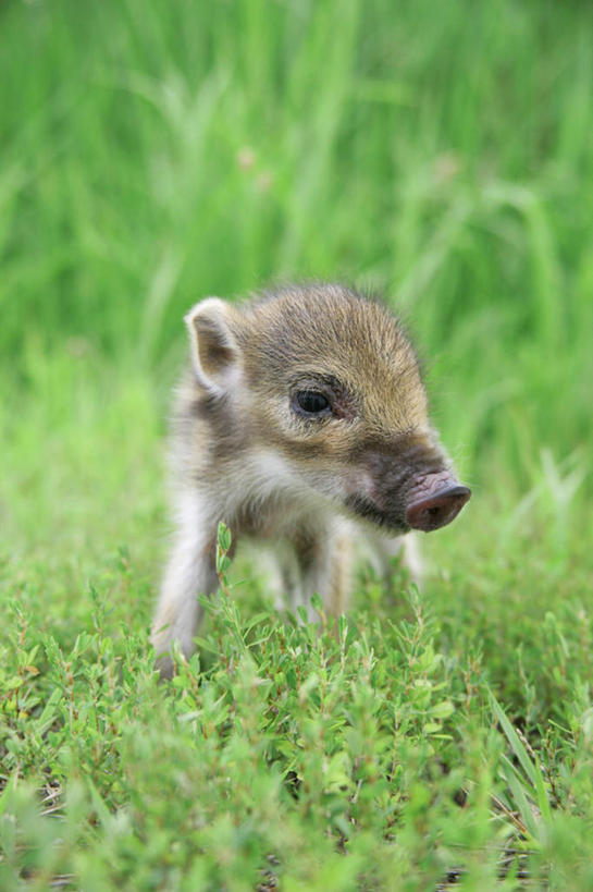 无人,站,竖图,室外,白天,正面,草地,草坪,植物,野生动物,猪,条纹,野猪,注视,草,一只,绿色,动物,观察,看,站着,可爱,活泼,观看,察看,关注,凶猛,山猪,残暴,凶残,站立,彩图,全身