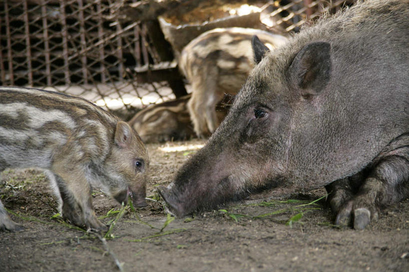 无人,家庭,农场,栏杆,站,吃,横图,室内,白天,正面,畜牧业,牧场,植物,野生动物,猪,四只,条纹,野猪,栅栏,篱笆,围栏,铁丝网,注视,护栏,草,绿色,动物,低头,观察,看,趴着,站着,张嘴,温暖,温馨,一家人,观看,和睦,察看,关注,凶猛,张大嘴巴,畜牧,牧业,山猪,残暴,凶残,张开嘴,嚼,趴,食,站立,半身,彩图,融洽