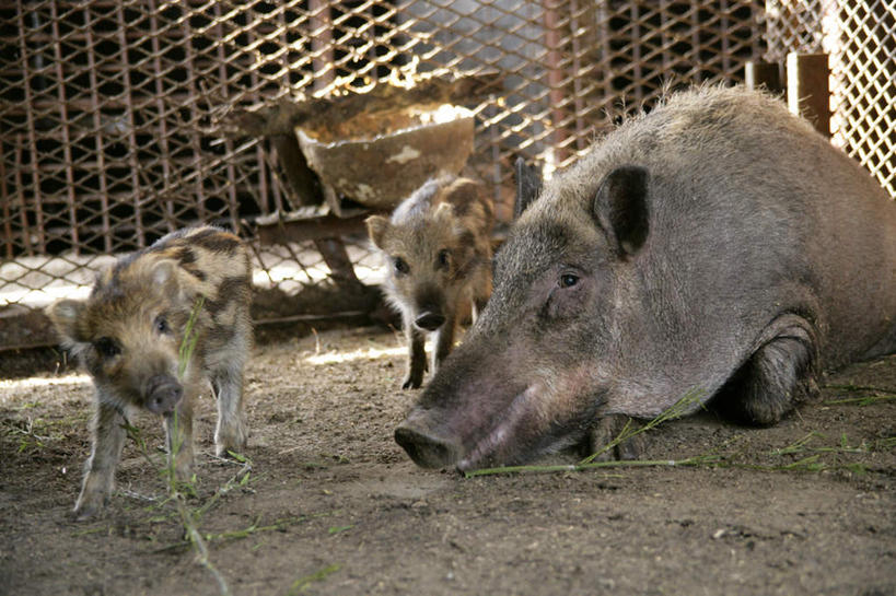 无人,家庭,农场,栏杆,站,横图,室内,白天,正面,畜牧业,牧场,植物,野生动物,猪,三只,咬,条纹,野猪,栅栏,篱笆,围栏,铁丝网,注视,护栏,草,绿色,动物,观察,看,趴着,站着,温暖,温馨,一家人,观看,咬着,和睦,察看,关注,凶猛,畜牧,牧业,山猪,残暴,凶残,趴,站立,半身,彩图,融洽