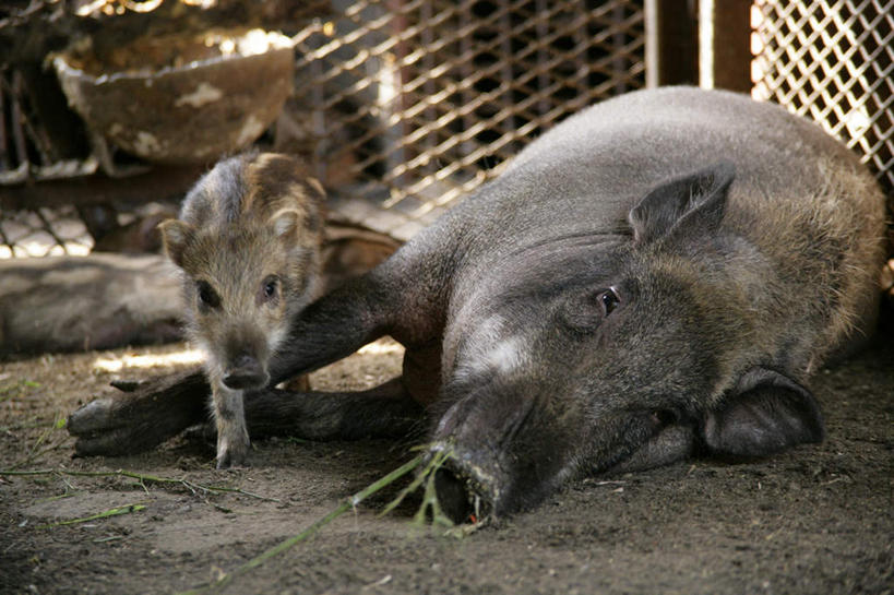 无人,家庭,农场,栏杆,站,横图,室内,白天,正面,畜牧业,牧场,植物,野生动物,猪,四只,咬,条纹,野猪,栅栏,篱笆,围栏,铁丝网,注视,护栏,草,绿色,动物,观察,看,趴着,站着,温暖,温馨,一家人,观看,咬着,和睦,察看,关注,凶猛,畜牧,牧业,山猪,残暴,凶残,趴,站立,彩图,全身,融洽