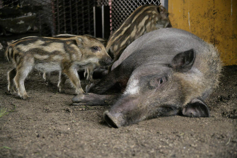 无人,家庭,农场,栏杆,站,横图,室内,白天,正面,畜牧业,牧场,野生动物,猪,四只,条纹,野猪,栅栏,篱笆,围栏,铁丝网,注视,护栏,动物,观察,看,趴着,站着,温暖,温馨,一家人,观看,和睦,察看,关注,凶猛,畜牧,牧业,山猪,残暴,凶残,趴,站立,彩图,全身,融洽