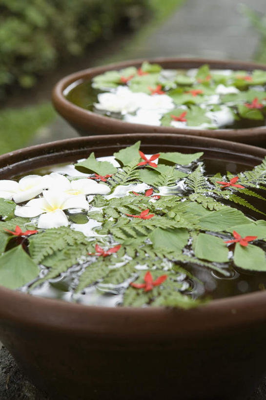 无人,竖图,室外,白天,正面,水,叶子,玻璃,漂浮,盛开,液体,绿叶,花蕾,玻璃制品,花,花瓣,花朵,鲜花,两个,白色,容器,碗,花苞,花蕊,嫩叶,储藏,储存,叶,叶片,彩图,贮存