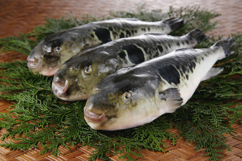 海鲜,无人,横图,俯视,室内,特写,白天,烹饪,餐桌,桌子,一排,整齐,日本料理,料理,食品,水产,菜肴,美食,食物,排列,日式料理,日式,佳肴,三条,餐台,海草,队列,海产品,大斑刺鲀,海产,彩图,高角度拍摄,全身