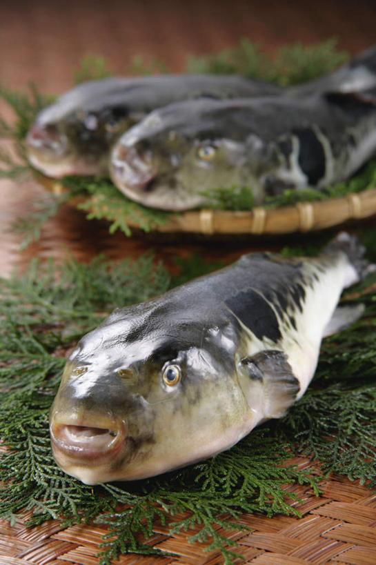 海鲜,无人,交叉,竖图,俯视,室内,特写,白天,烹饪,餐桌,桌子,竹子,一排,竹制,整齐,编织,篮子,日本料理,料理,食品,水产,菜肴,美食,食物,排列,竹篮,日式料理,日式,佳肴,三条,餐台,竹条,海草,交织,竹制品,队列,海产品,大斑刺鲀,穿插,海产,彩图,高角度拍摄,全身