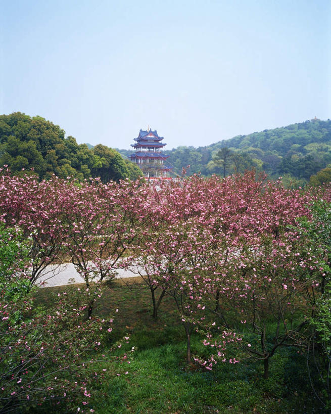 无人,竖图,俯视,室外,白天,旅游,度假,草地,草坪,名胜古迹,植物,标志建筑,道路,地标,建筑,路,中国,亚洲,遗迹,盛开,小路,交通,花蕾,古迹,文物,娱乐,建设,古建筑,江苏,苏州,草,花,花瓣,花朵,鲜花,树,树木,蓝色,绿色,蓝天,天空,自然,天,花苞,花蕊,享受,休闲,旅游胜地,放松,生长,晴朗,成长,古文明,东亚,江苏省,苏州市,拙政园,万里无云,中华人民共和国,华东地区,苏,苏州园林,中国园林之母,晴空,晴空万里,玩耍,彩图,高角度拍摄