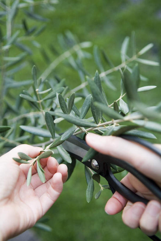 东方人,一个人,站,竖图,室外,白天,叶子,亚洲,仅一个女性,仅一个人,修剪,工具,剪刀,绿叶,拿,拿着,黄种人,背面,站着,仅一个中年女性,嫩叶,裁剪,剪,剪子,剪裁,切割,女人,女性,中年女性,亚洲人,叶,叶片,站立,半身,彩图