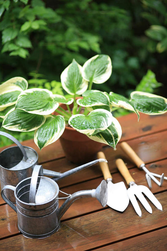 无人,竖图,俯视,室外,白天,植物,地板,叶子,金属制品,金属,铲子,工具,壶,盆栽,园艺,绿叶,盆景,地面,洒水壶,木地板,水壶,绿色,自然,嫩叶,生长,成长,挖掘,农具,浇水壶,耕具,开掘,发掘,开垦,叶,叶片,彩图,高角度拍摄