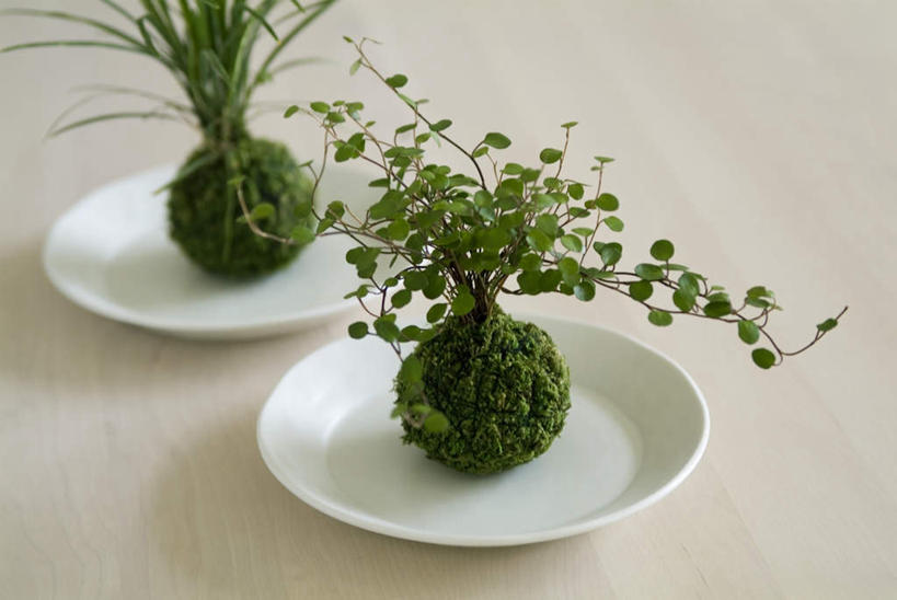 无人,横图,俯视,室内,白天,植物,桌子,餐具,碟子,盘,盆栽,盆景,两盆,绿色,自然,盘子,碟,摄影,影棚,生长,成长,彩图,高角度拍摄,影棚拍摄,拍摄