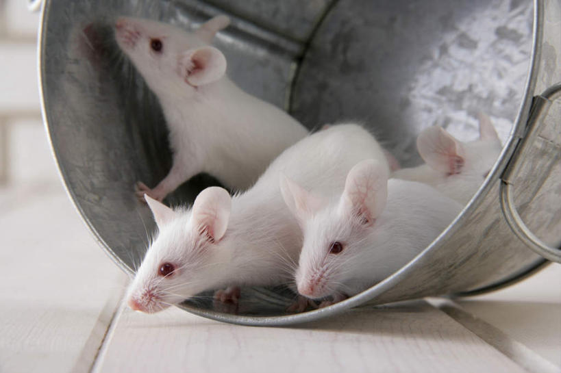 无人,站,横图,室内,特写,白天,正面,宠物,野生动物,老鼠,四只,细菌,瓷砖,地砖,铁桶,桶,墙,银色,地面,注视,墙壁,墙面,一个,动物,容器,观察,看,趴着,站着,可爱,探索,活泼,单个,观看,储藏,张望,察看,储存,关注,病菌,传染,四害,鼷鼠,小家鼠,小白鼠,耗子,趴,站立,彩图,全身,贮存