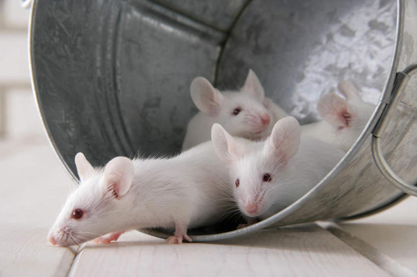 无人,站,横图,室内,特写,白天,正面,宠物,野生动物,老鼠,四只,细菌,瓷砖,地砖,铁桶,桶,墙,银色,地面,注视,墙壁,墙面,一个,动物,容器,观察,看,趴着,站着,可爱,探索,活泼,单个,观看,储藏,张望,察看,储存,关注,病菌,传染,四害,鼷鼠,小家鼠,小白鼠,耗子,趴,站立,彩图,全身,贮存