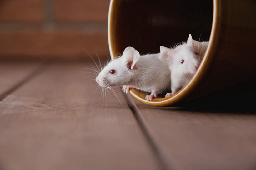 无人,横图,室内,特写,白天,正面,宠物,野生动物,老鼠,细菌,瓷砖,地砖,墙,地面,注视,墙壁,墙面,玻璃制品,动物,玻璃瓶,瓶子,观察,看,趴着,两只,可爱,探索,活泼,观看,张望,察看,关注,病菌,广口瓶,传染,四害,鼷鼠,小家鼠,小白鼠,耗子,趴,彩图,全身