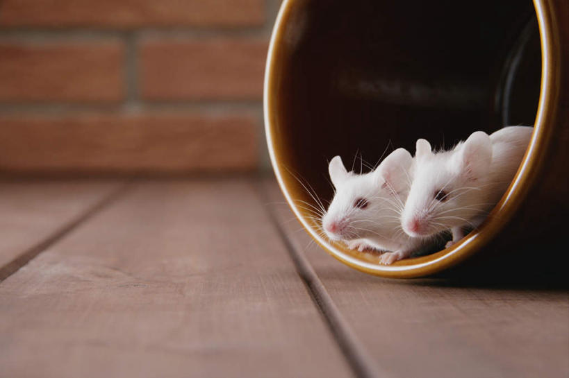 无人,横图,室内,特写,白天,正面,宠物,野生动物,老鼠,细菌,瓷砖,地砖,墙,地面,注视,墙壁,墙面,玻璃制品,动物,玻璃瓶,瓶子,观察,看,趴着,两只,可爱,探索,活泼,观看,张望,察看,关注,病菌,广口瓶,传染,四害,鼷鼠,小家鼠,小白鼠,耗子,趴,彩图,全身