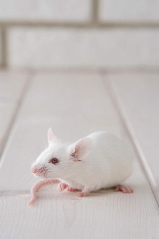 无人,走,竖图,室内,特写,白天,正面,宠物,野生动物,老鼠,朦胧,模糊,细菌,瓷砖,地砖,墙,地面,走着,墙壁,墙面,动物,趴着,两只,可爱,探索,活泼,张望,病菌,传染,四害,鼷鼠,小家鼠,小白鼠,耗子,趴,彩图,全身