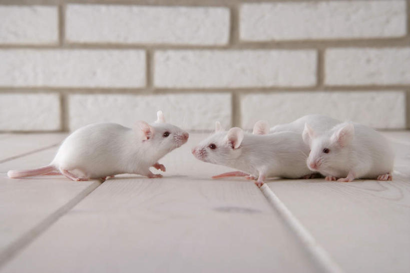 无人,走,横图,室内,特写,白天,正面,宠物,野生动物,老鼠,三只,细菌,瓷砖,地砖,墙,地面,走着,墙壁,墙面,动物,趴着,可爱,探索,活泼,张望,病菌,传染,四害,鼷鼠,小家鼠,小白鼠,耗子,趴,彩图,全身