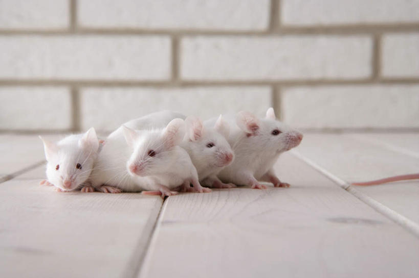 无人,走,横图,室内,特写,白天,正面,宠物,野生动物,老鼠,四只,细菌,瓷砖,地砖,墙,地面,走着,墙壁,墙面,动物,趴着,可爱,探索,活泼,张望,病菌,传染,四害,鼷鼠,小家鼠,小白鼠,耗子,趴,彩图,全身