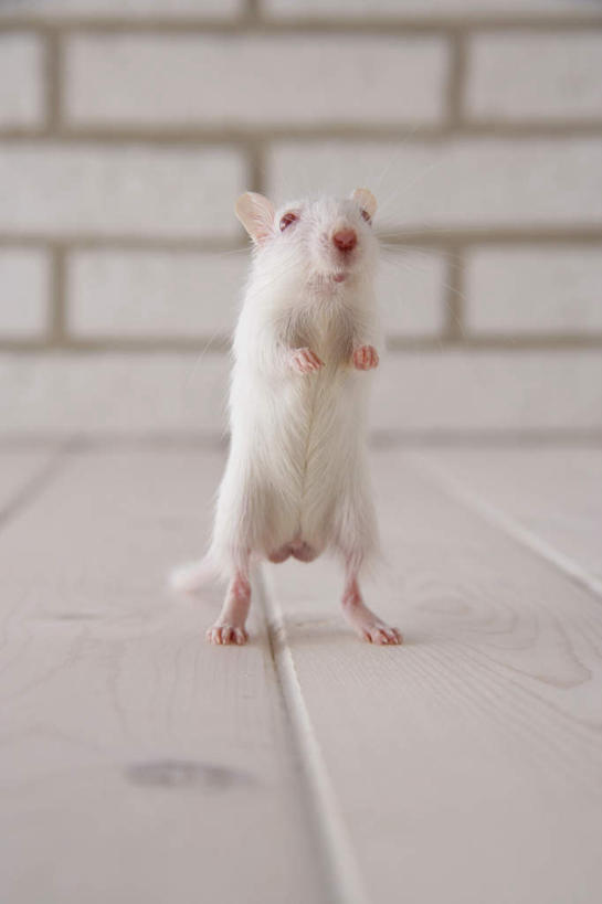 无人,站,竖图,室内,特写,白天,正面,宠物,野生动物,老鼠,细菌,瓷砖,地砖,墙,地面,注视,墙壁,墙面,一只,动物,观察,看,站着,可爱,探索,活泼,观看,张望,察看,关注,啮齿动物,病菌,传染,四害,沙鼠,耗子,站立,彩图,全身