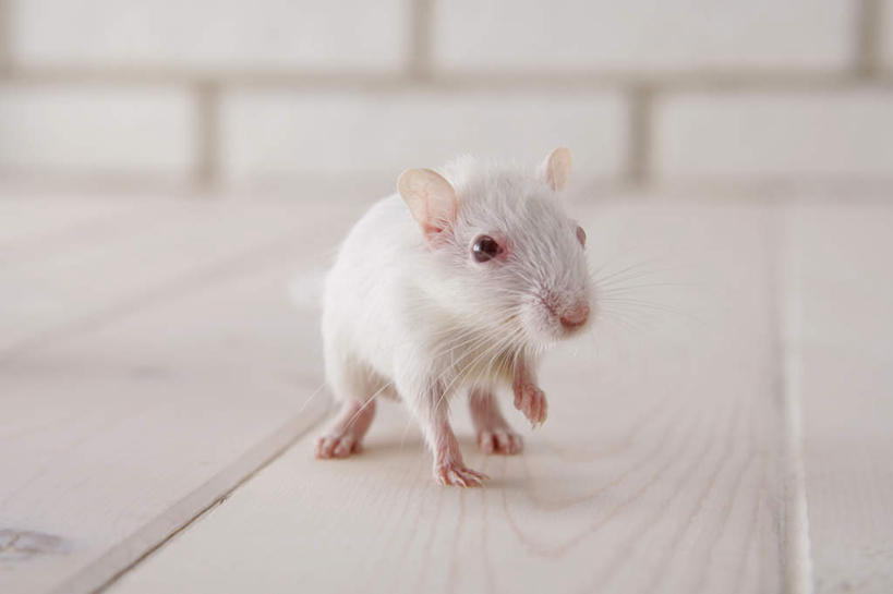 无人,站,横图,室内,特写,白天,正面,宠物,野生动物,老鼠,朦胧,模糊,细菌,瓷砖,地砖,墙,地面,注视,墙壁,墙面,一只,动物,观察,看,站着,可爱,探索,活泼,观看,张望,察看,关注,啮齿动物,病菌,传染,四害,沙鼠,耗子,站立,彩图,全身