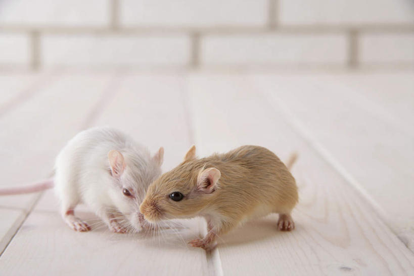 无人,站,横图,室内,特写,白天,正面,宠物,野生动物,老鼠,朦胧,模糊,细菌,瓷砖,地砖,墙,地面,注视,墙壁,墙面,动物,观察,看,站着,两只,可爱,探索,活泼,观看,张望,察看,关注,啮齿动物,病菌,传染,四害,沙鼠,耗子,站立,彩图,全身