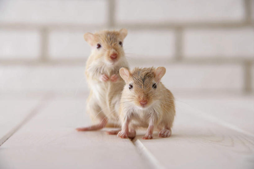 无人,站,横图,室内,特写,白天,正面,宠物,野生动物,老鼠,朦胧,模糊,细菌,瓷砖,地砖,墙,地面,注视,墙壁,墙面,动物,观察,看,站着,两只,可爱,探索,活泼,观看,张望,察看,关注,啮齿动物,病菌,传染,四害,沙鼠,耗子,站立,彩图,全身