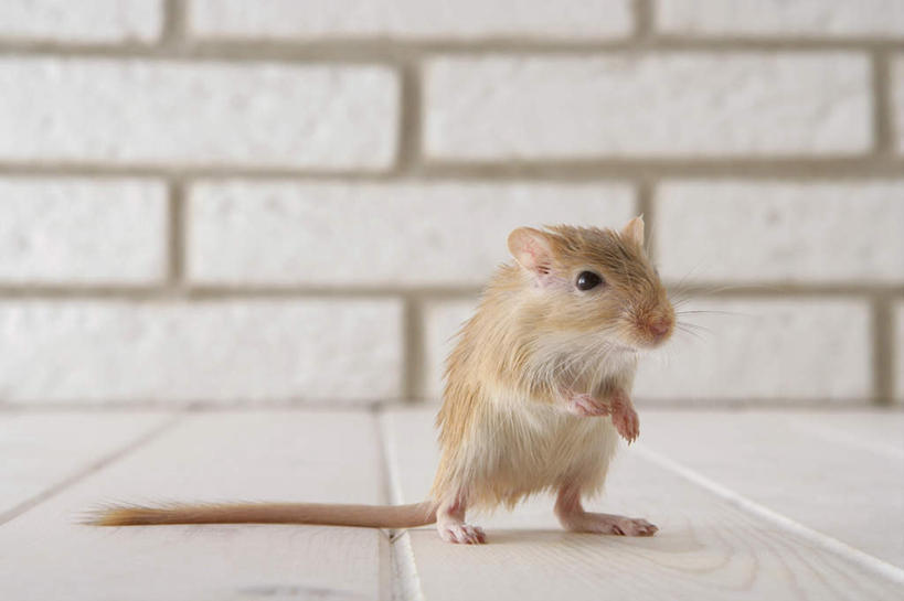 无人,站,横图,室内,特写,白天,正面,宠物,野生动物,老鼠,朦胧,模糊,细菌,瓷砖,地砖,墙,地面,注视,墙壁,墙面,一只,动物,观察,看,站着,可爱,探索,活泼,观看,张望,察看,关注,啮齿动物,病菌,传染,四害,沙鼠,耗子,站立,彩图,全身