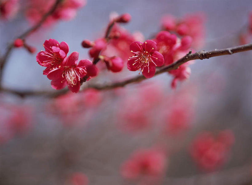 无人,横图,室外,特写,白天,正面,花海,花圃,美景,植物,叶子,日本,亚洲,朦胧,模糊,盛开,景观,梅花,枝头,枝条,枝,粉红,花蕾,花,花瓣,花朵,鲜花,树,树木,树枝,红色,绿色,自然,花丛,花束,花田,花苞,花蕊,景色,高雅,坚强,自然风光,东亚,日本国,虬枝,枝杈,梅,彩图